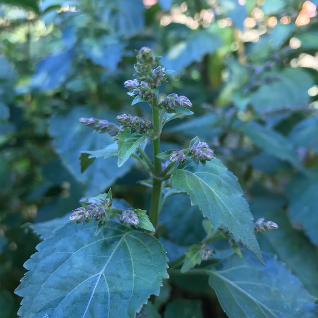 patchouli flowering
